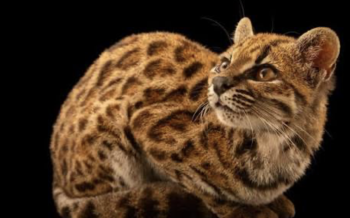 Tilcayo: el pequeño felino de Bolivia que la ciencia descubrió después de un siglo